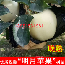 嫁接明月苹果树苗晚熟名月苹果苗特大耐寒北南方庭院种植当年结果