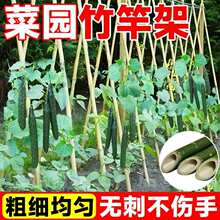 竹竿菜园搭架竹子户外旗杆黄瓜豆角爬藤菜架竹杆支架豇豆搭架杆