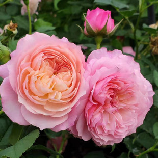 Rose Flower Seedlings, Large Florals, Strong Fragrance, Courtyard Balcony Vine Plants, Florals, Rose Potted Climbing Vines, Roses Blooming in All Seasons