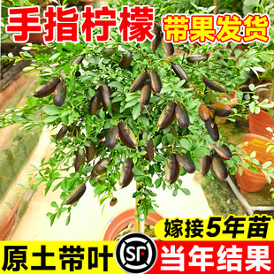 ������ָ���ʘ�������ͥԺ������ָ�ȹ�������Ϸ��Nֲ�ﮔ��Y��