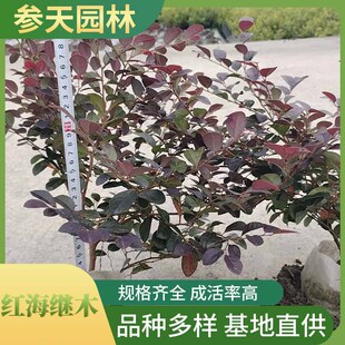 �t���^ľ �t���^ľ���l �߶ȹڷ�20~40���ֿ��x ���̾G����ľ����