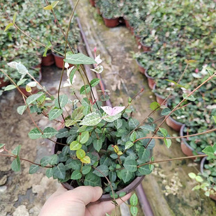 ���~�jʯ���Ա��� �Ĵ��ɶ��ر��ٱ�ֲ�﹤�̾G����ľ����ֲ��