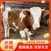 改良鲁西黄牛肉牛苗出售改良肉牛价格西门塔尔牛肉牛市场行情介绍