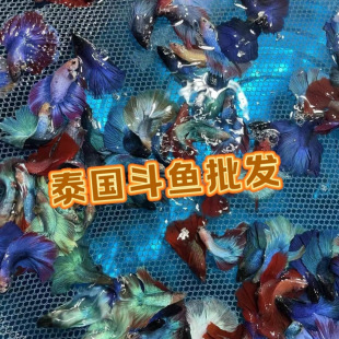 ���~���~���B�ͻ�С�͟Ꭷ�^�p�~��ɫ���»鼆�~С��������~���~