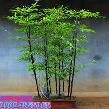 ���l���������ī�ў����S����ͥԺ�������ӽ����С���ϱ���ë��