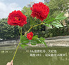 [Simulation Peony Flower] Simulation 3 Fortune Peony Flower Simulation Wedding Flowers 100cm multi -color optional