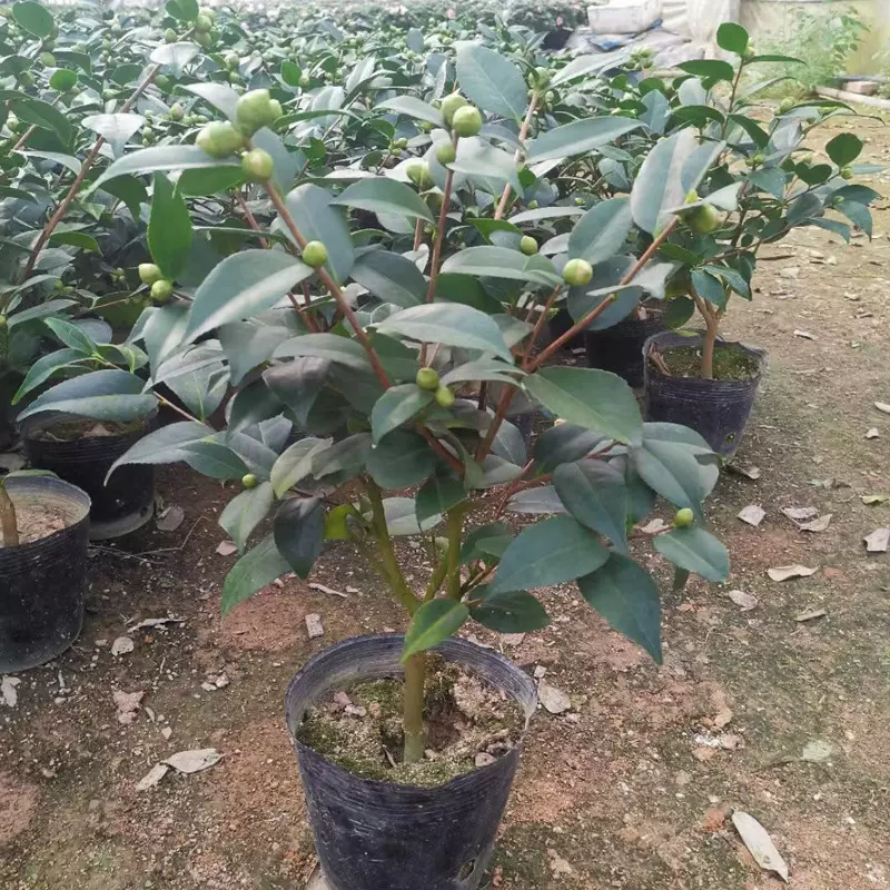 茶梅盆栽香妃山茶花盆栽带花苞五色赤丹花卉绿植物室内浓香型树苗
