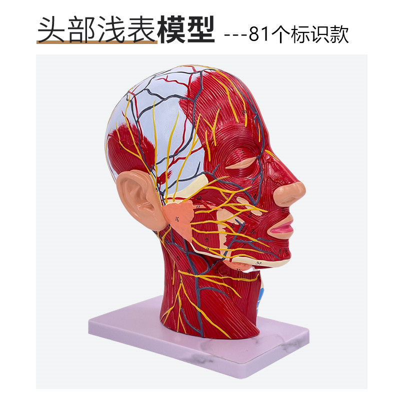 ����ͷ�沿����Ѫ����ģ�;�������ѧ�沿��Ѫ�ܼ���ṹģ��