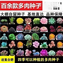 多肉种子四季种稀有种籽阳台盆栽桌面摆放植物花卉厂家跨境速卖通