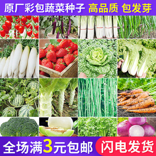 �S�����l�߲˷N���̨ͥԺ�ļ�������������˷����S�����[��N��