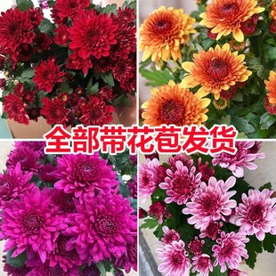 Chrysanthemum Potted Four-Season Dutch Chrysanthemum Blooming Flower Garden Plant Indoor Flower Green Plant Table Tennis Chrysanthemum with Flower Bud Flower Seedling