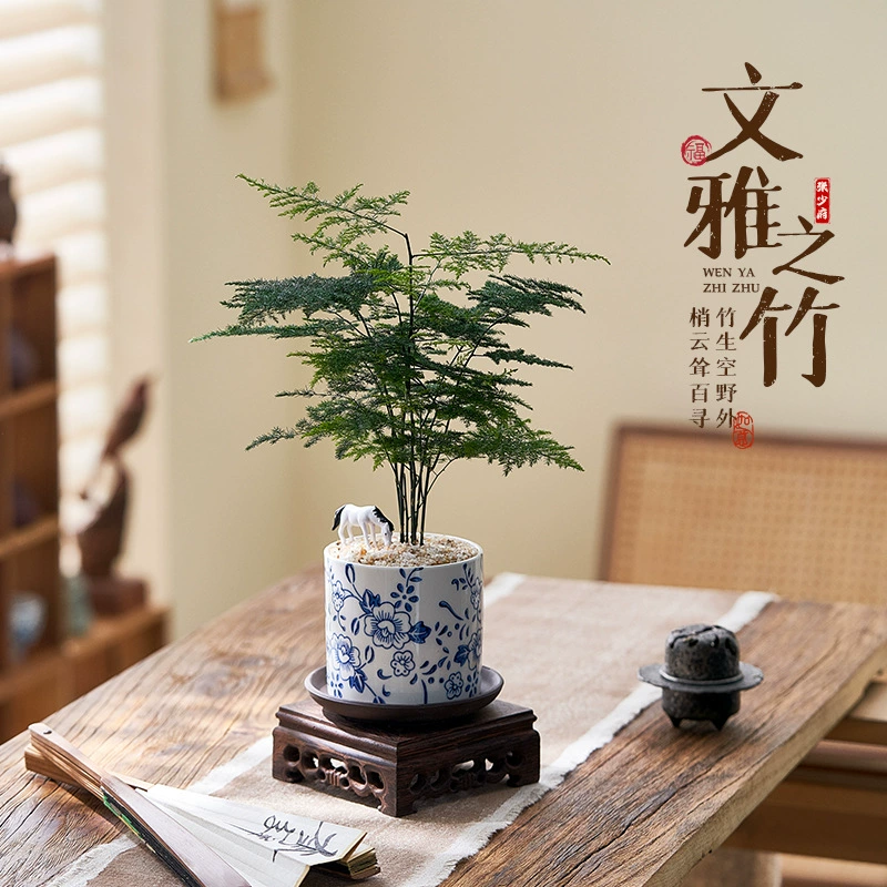 Горшечные растения спаржи, журнальный столик в гостиной, китайские растительные украшения в стиле дзен, цветы и зеленые растения на рабочем столе в офисе, простота обслуживания