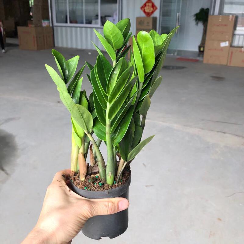 [Direct Approval from the Base] 100 # Round-Leaf Money Tree, Lazy Green Plant, Easy to Maintain, Evergreen in the Office and Living Room All Year Round