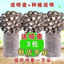 菌种家种蘑菇菌包家庭室内种植食用菌菌棒菌菇包