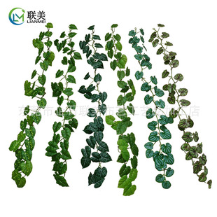 �羳�젝�������ϼٻ��پGֲ�ٗl����37�~��������ֲ������S���