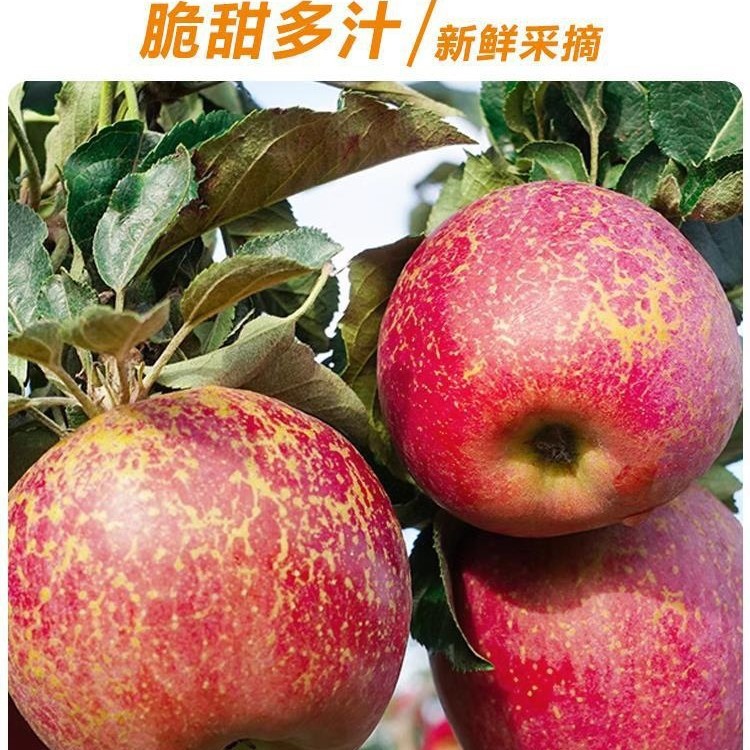 云南昭通糖心丑苹果9斤新鲜苹果脆甜当季水果冰糖心富士整箱包邮