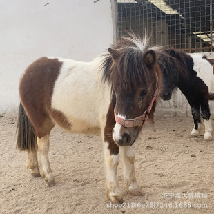 ���R���w�����R�±����R�R�x���㌙���O���mС���R��ͯ�T�˰��_�R