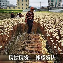 结香花苗金腰带打结花梦冬花耐寒风景树盆栽浓香独杆结香树苗庭院