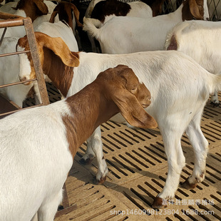 �s�����wС������д�ĸ�򼃷N�����a����ɽ����w�Bֳ