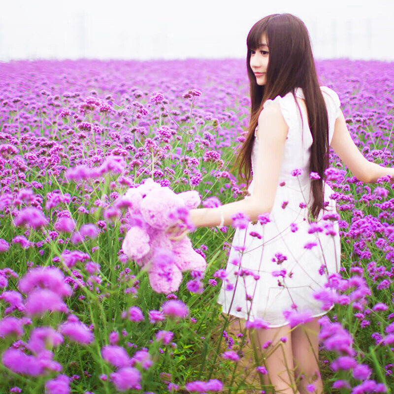 Willow Verbena Seeds Outdoor Courtyard Landscape Greening Wedding Photography Popular Flower Sea Flower All Year Round Potted Seeds