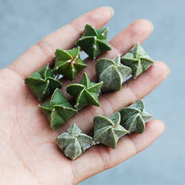 实生仙人球小苗随机组合套餐 星兜多肉植物花卉绯花玉仙人掌开花