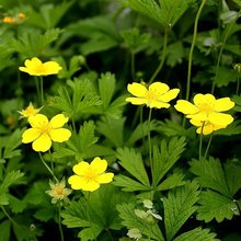 苗圃供应委陵菜 花坛花镜园林观赏地被植物 护坡绿化草