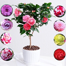 һ�����l��Ʒ�軨����ɽ�軨�����辰�Gֲ�ﻨ���^��ͥԺ�̨�Nޱ