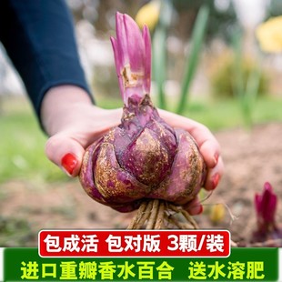 22-Year-Old New Bulb Spot Imported Double-Petaled Perfume Lily Bulb with Teeth, Blooming in All Seasons, Fragrant Flower Potted Plant