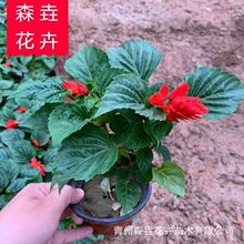 һ���t���ղݻ����^���� �������lͥԺС�^�G������ һ���t�ݻ�