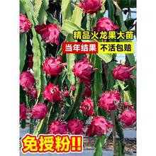 红心火龙果树果苗盆栽带根白心水果树苗阳台南北方四季种植燕窝果