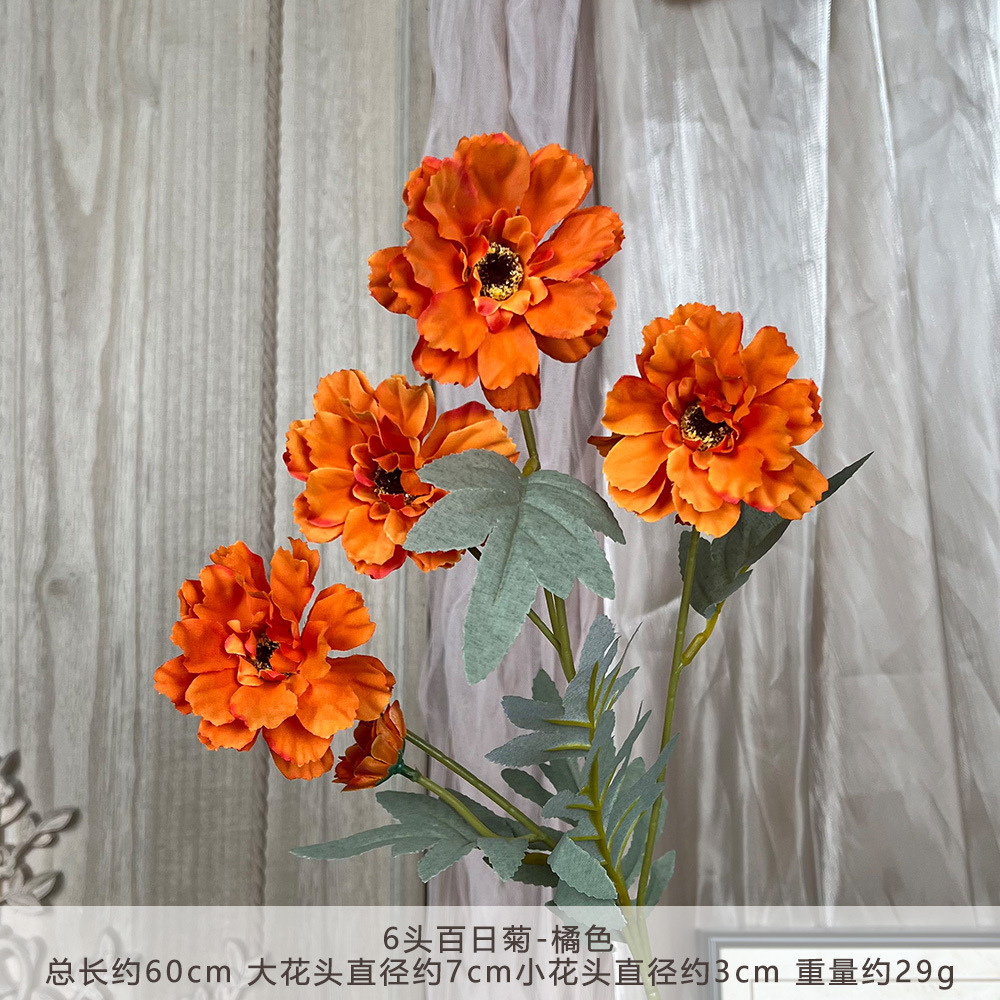 XQ 6-Head Zinnia - Màu cam