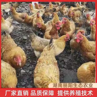 �������_���u�����С�u���w���оG�����u�����S���u���r����B�u