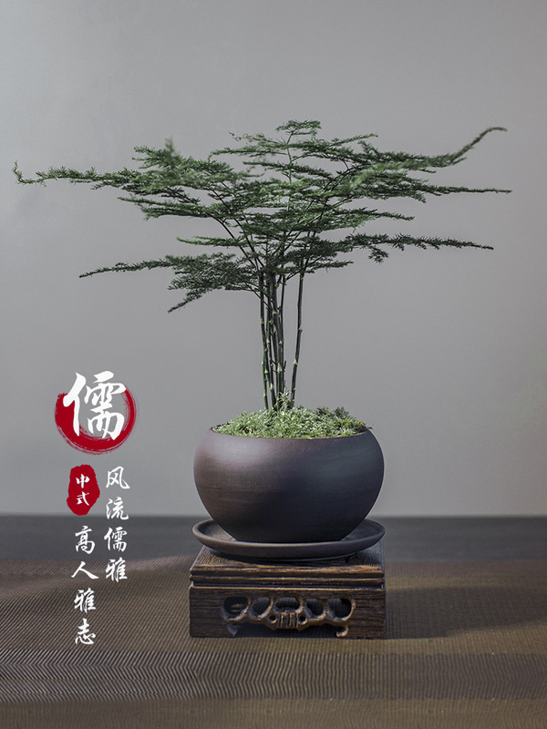 Factory Wholesale Asparagus Potted Plants Indoor Living Room Chinese Zen Bonsai Easy to Maintain Green Plants Office Ornaments High