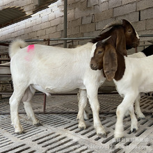 活羊波尔山羊怀孕母羊纯种活体波尔山羊种公羊