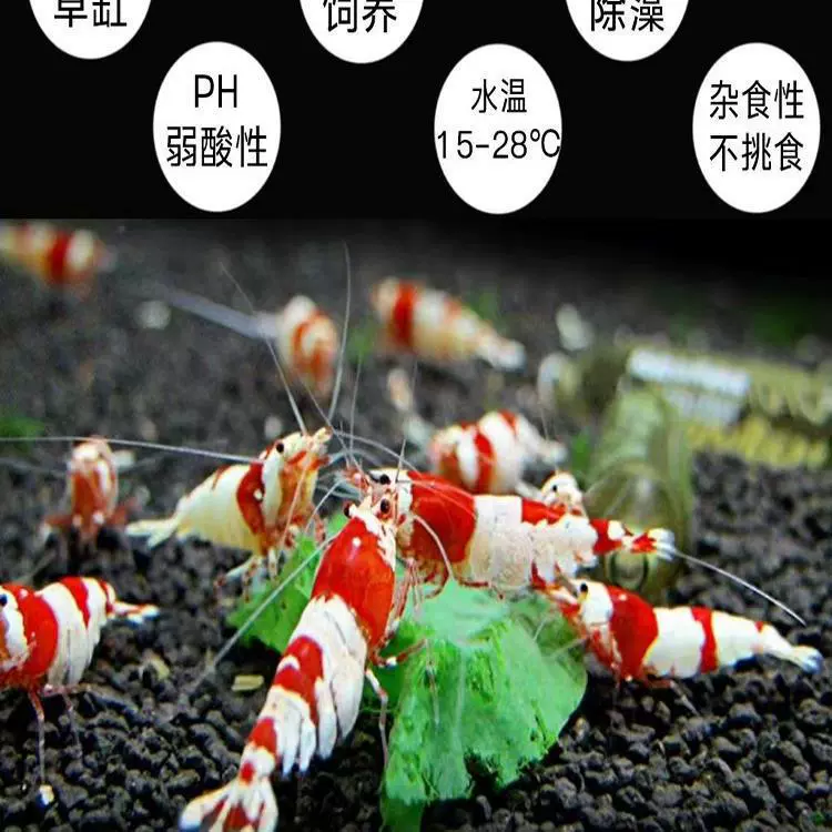 Сакура, тропические декоративные креветки, живые пресноводные домашние животные, черные креветки, кристаллические креветки, трава, резервуар для удаления водорослей, инструмент для креветок, креветки, бесплатная доставка