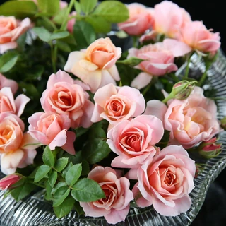 【跨境供货】大花浓香月季花苗世霸圣思法贝尔阳台庭院花园玫瑰盆