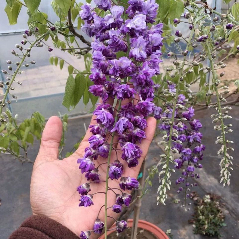 Цветок глицинии длинный шип цветок глицинии рассада лоза вьющееся растение лоза саженец в горшке старая куча Four Seasons Цветущий двор
