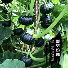 �G�������ϹϷN�������m�����Ϲ��M���ϹϷN����C�ϷNֲƷ�N