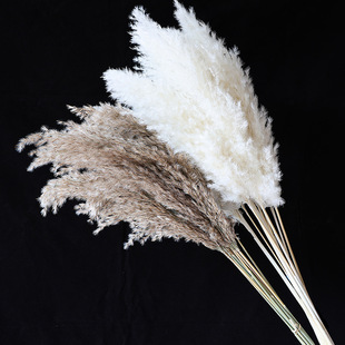 Natural Reed Dried Flower Bouquet Primary Color Bleached Small Reed Pampas Grass diy Immortal Flower Wedding Decoration Pampas Grass