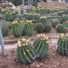 ����������ɳ��ֲ����^�𻢮a�؈�r��������P������w�Nֲ