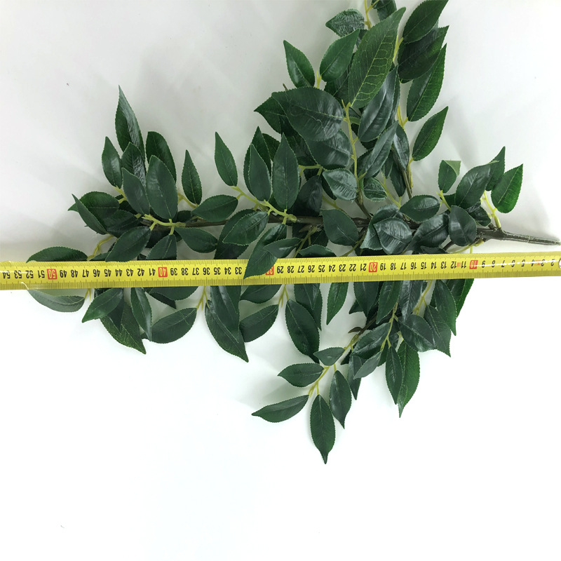 XRB-184 赤楠叶四叉枝110叶0.56米5.jpg