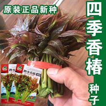 四季香椿种子高产红油香椿种籽香椿芽苗菜香椿树苗种子红椿树种子