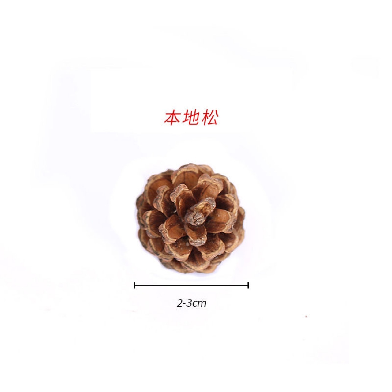 天然带帽橡果子饰品大橡果野生干花橡碗橡树果装饰摆件橡子果橡实-阿里巴巴