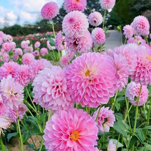 大丽花小丽花花种籽子矮生花籽易活四季播种开花室内阳台盆栽种孑