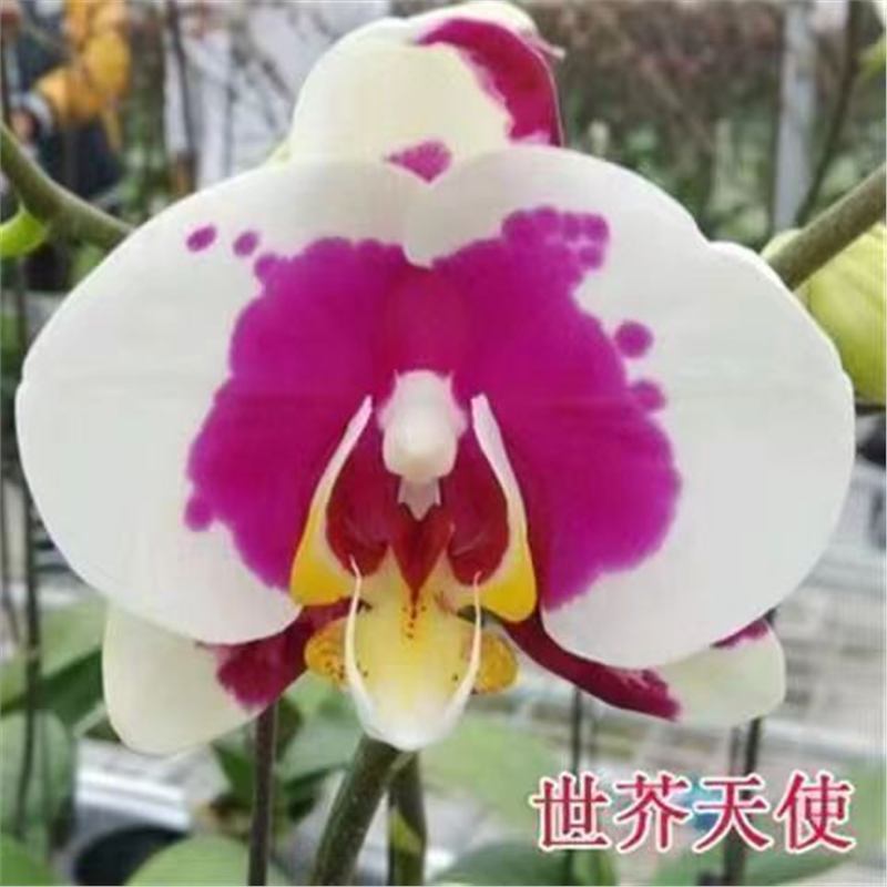 Orquídea de mariposa en las cuatro estaciones, balcón interior, oficina en maceta, flores verdes, fácil alimentación image 25