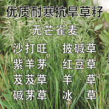 无芒雀麦种子沙打旺碱茅草披碱草红豆草芨芨草老芒麦耐寒绿化草籽