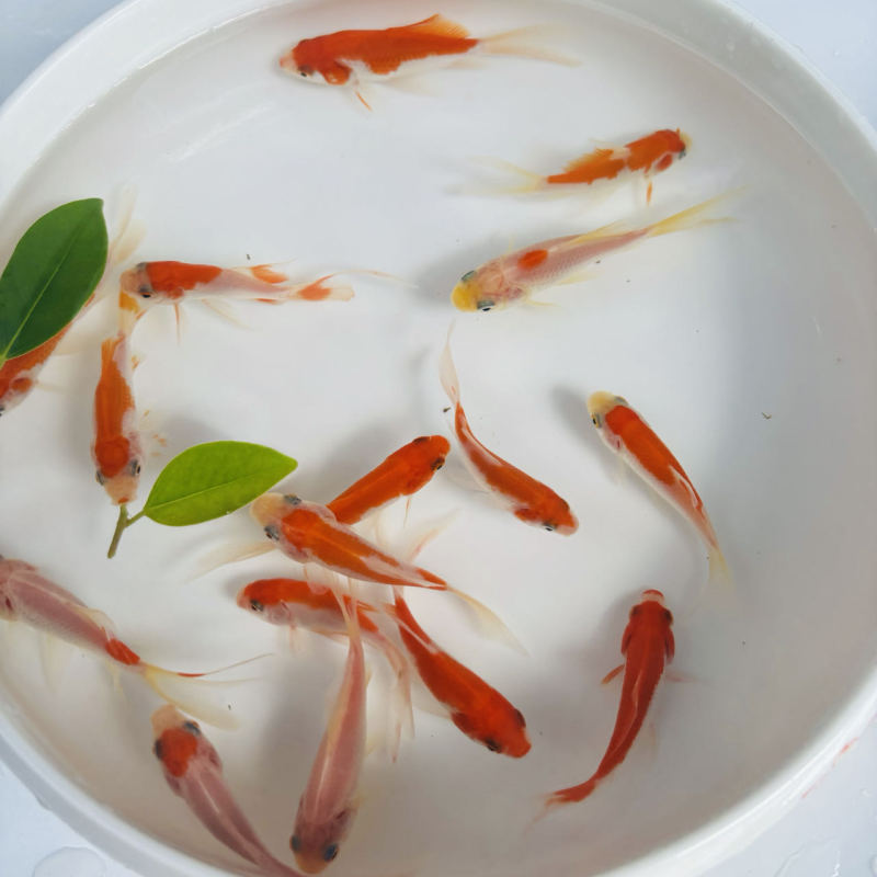 赤草金魚は育てやすい、長尾赤草観賞魚、鯉、活冷水魚、鯉、赤草淡水魚|undefined