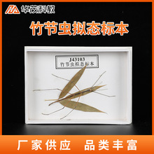 竹节虫标本 竹节虫标本品牌 图片 价格 竹节虫标本批发 阿里巴巴