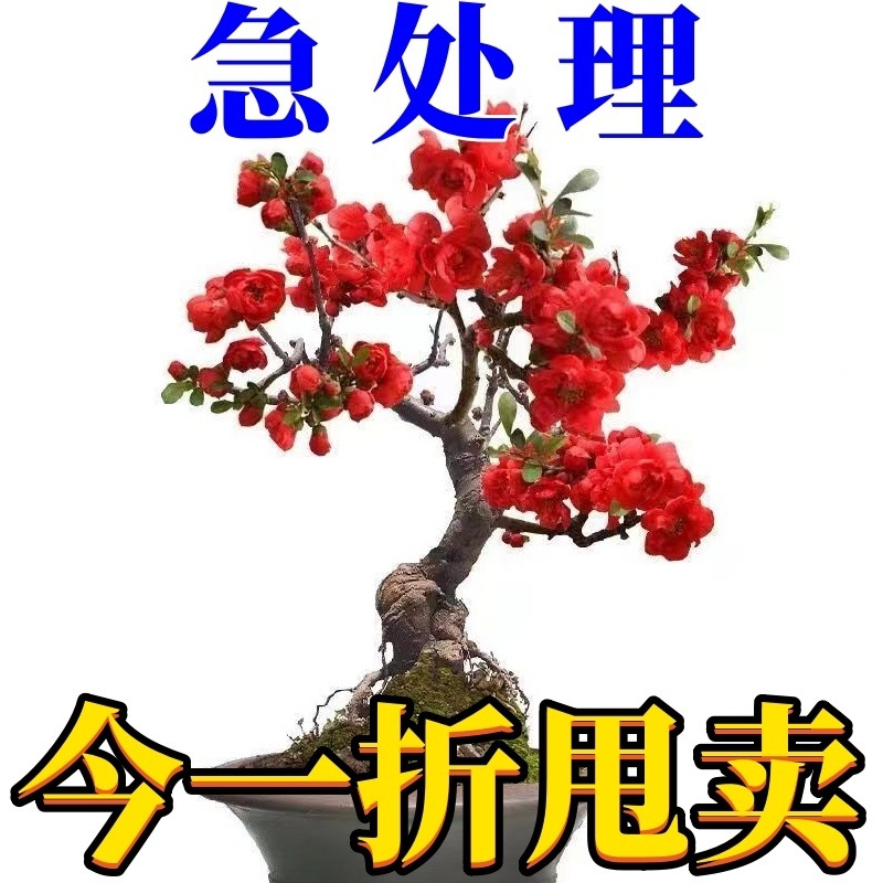 /O1CN01AWUnv729Wrf5xQXwi_!!2219372428076-0-cib.jpg?x-oss-process=image/format,png