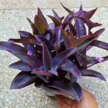 室外室内花卉绿植盆栽紫色吊兰好养植物鸭芷草紫竹梅紫罗兰喜光